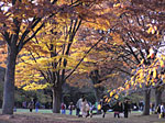 黄金色の代々木公園