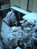 雪便り