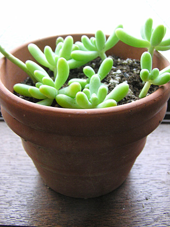植物の声