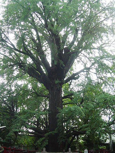 Call of the Trees