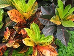 Croton