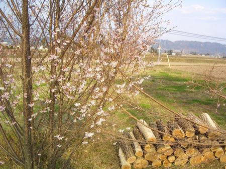 日々桜色が増していく安曇野の春