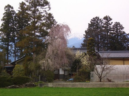 安曇野の桜、今が満開です