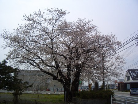 安曇野の桜、今が満開です