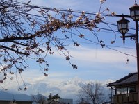 安曇野市豊科では、お花見 日和