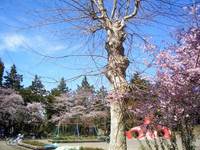 安曇野市豊科では、お花見 日和