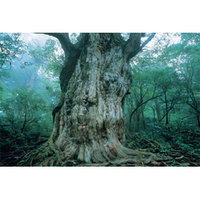木造住宅は消臭剤要らず 2008/08/12 08:23:00