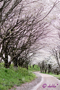 桜並木 2007/04/17 23:59:00
