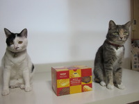 チョコ　ありがとう。