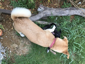 宿◇タマタマヤ◇の娘犬に弟犬が‼️ 宿◇タマタマヤ◇の娘犬に弟犬が‼️