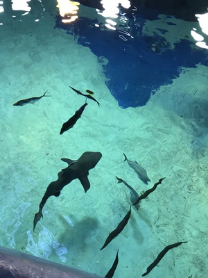 美ら海水族館の大水槽前でお泊りモニターツアーvol・2 美ら海水族館の大水槽前でお泊りモニターツアーvol・2