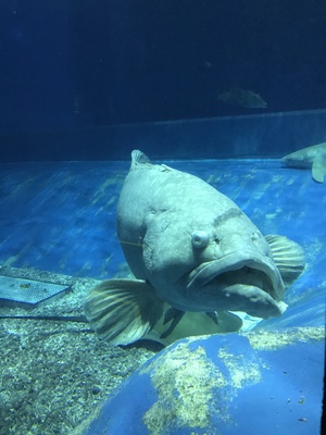 美ら海水族館の大水槽前でお泊りモニターツアーvol・2 美ら海水族館の大水槽前でお泊りモニターツアーvol・2