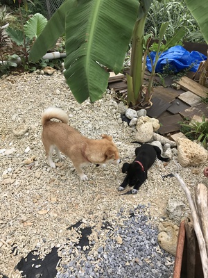 宿◇タマタマヤ◇の娘犬に弟犬が‼️ 宿◇タマタマヤ◇の娘犬に弟犬が‼️