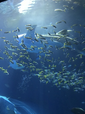 美ら海水族館の大水槽前でお泊りモニターツアーvol・1 美ら海水族館の大水槽前でお泊りモニターツアーvol・1