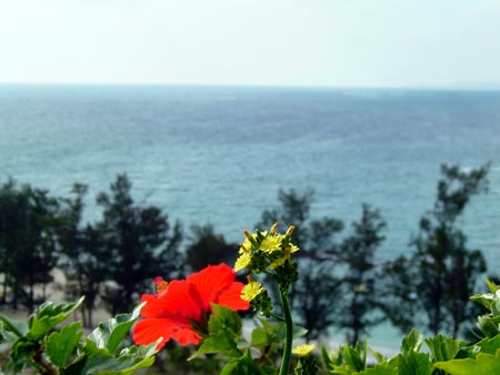 ハイビスカスと蒼い海