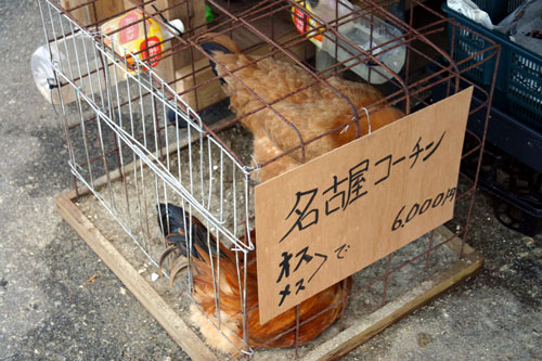 道の駅 おおぎみ