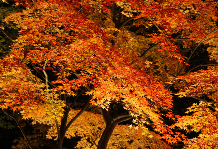 上長瀞自然の博物館前・紅葉ライトアップ