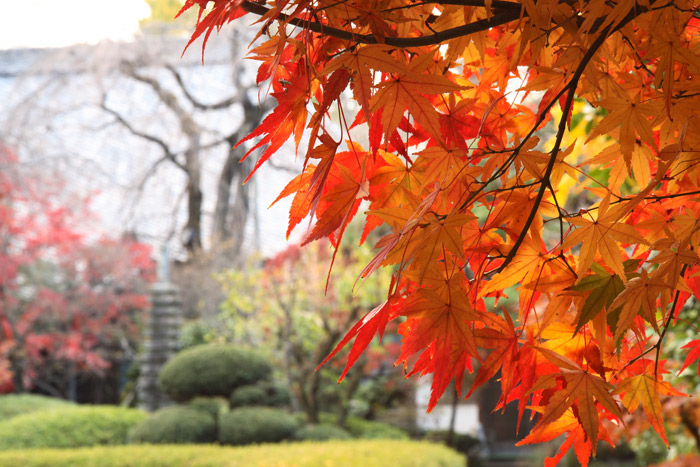 埼玉 川越 中院 紅葉