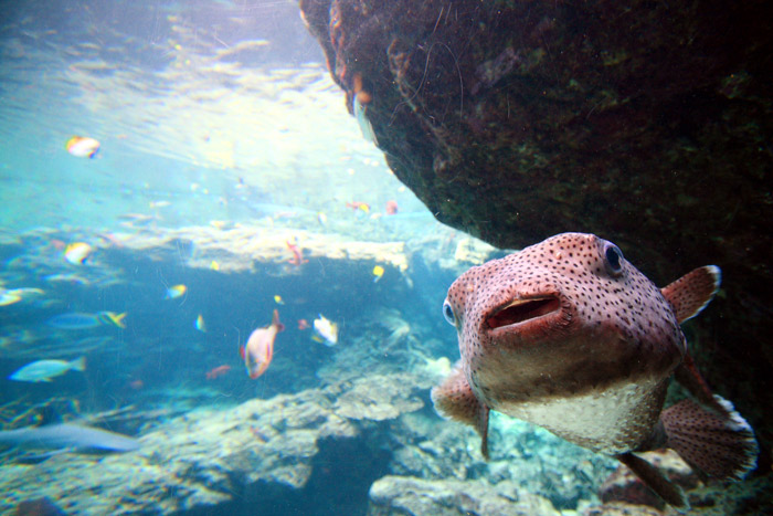 美ら海水族館②