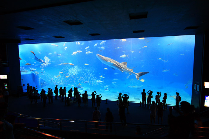 美ら海水族館②