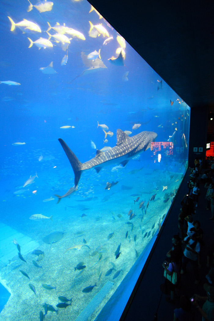 美ら海水族館②