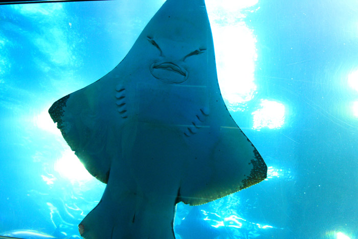美ら海水族館②