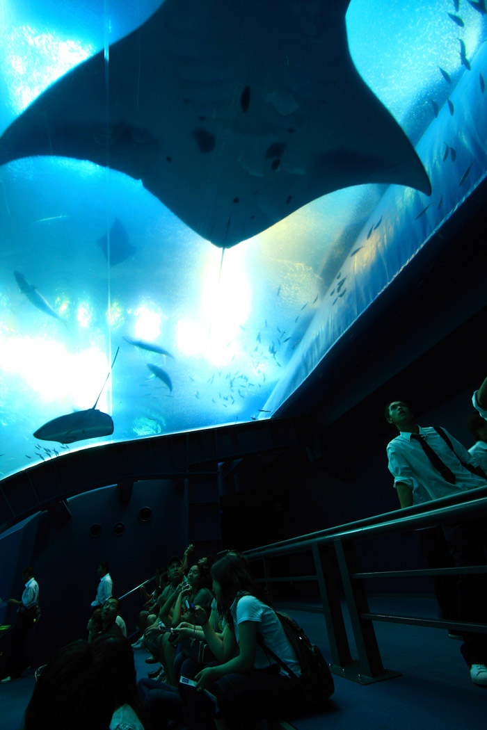 美ら海水族館②