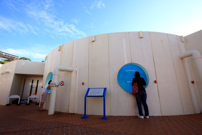 美ら海水族館③ イルカの挨拶。