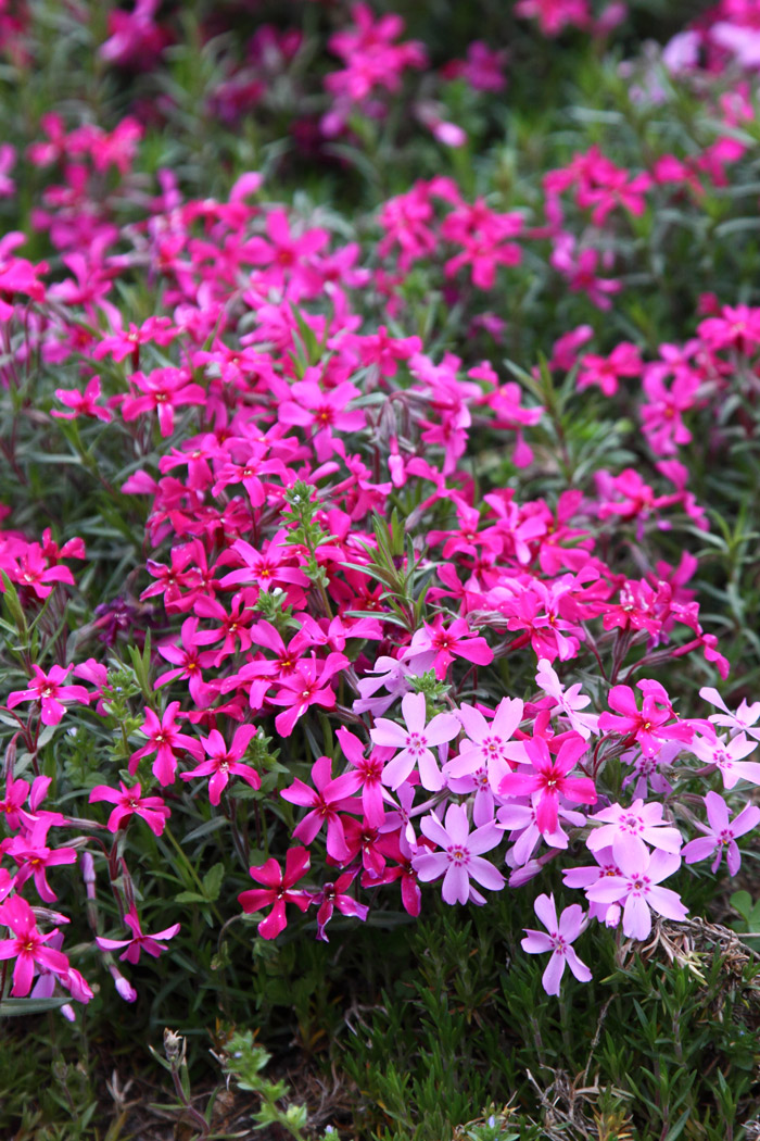 さいたま秩父 羊山公園の芝桜
