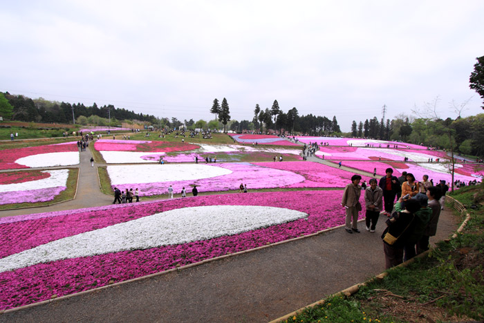 さいたま秩父 羊山公園の芝桜