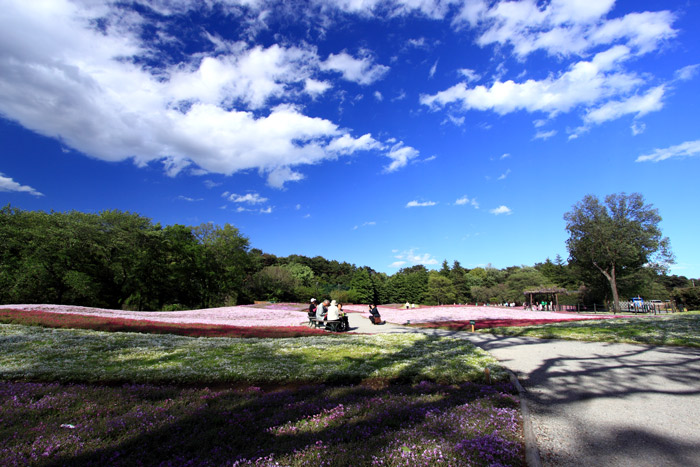 群馬 館林の芝桜