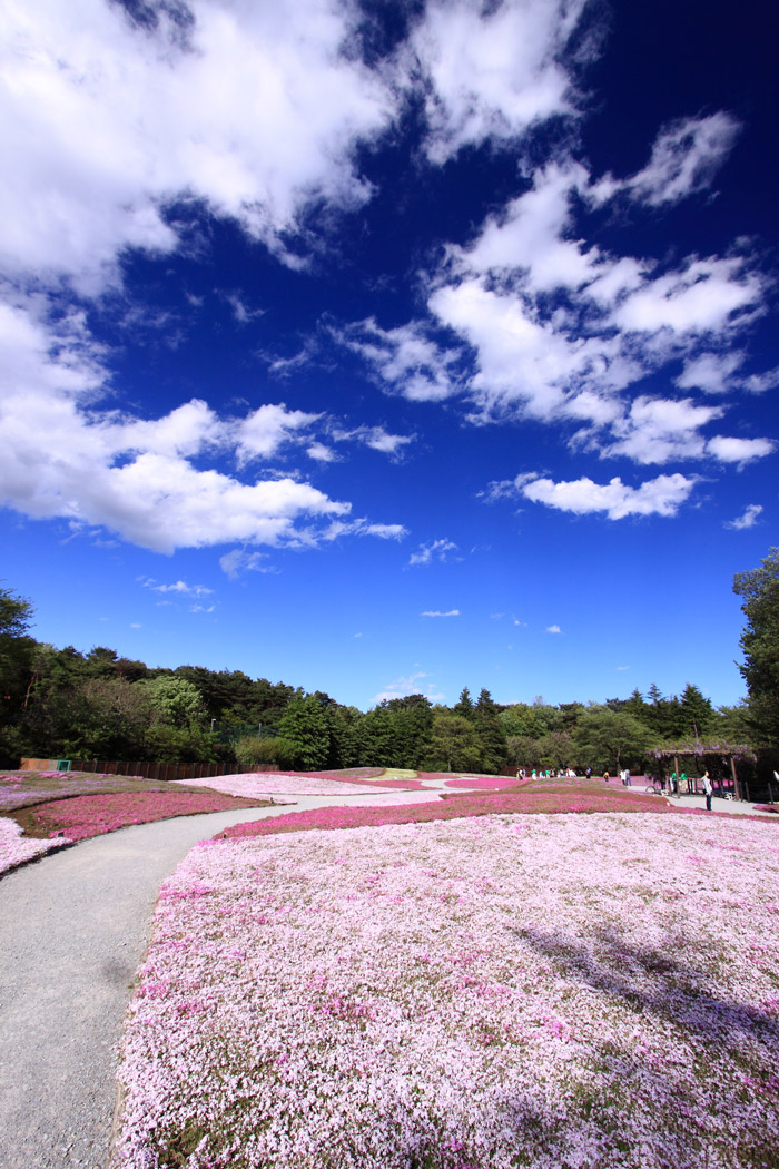 群馬 館林の芝桜