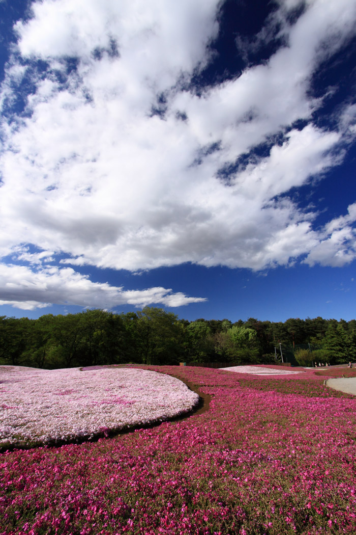 群馬 館林の芝桜