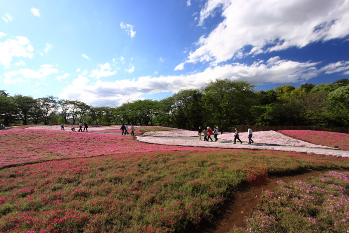 群馬 館林の芝桜