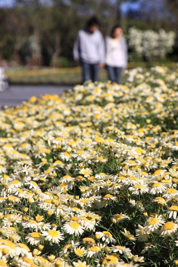 群馬 館林の芝桜