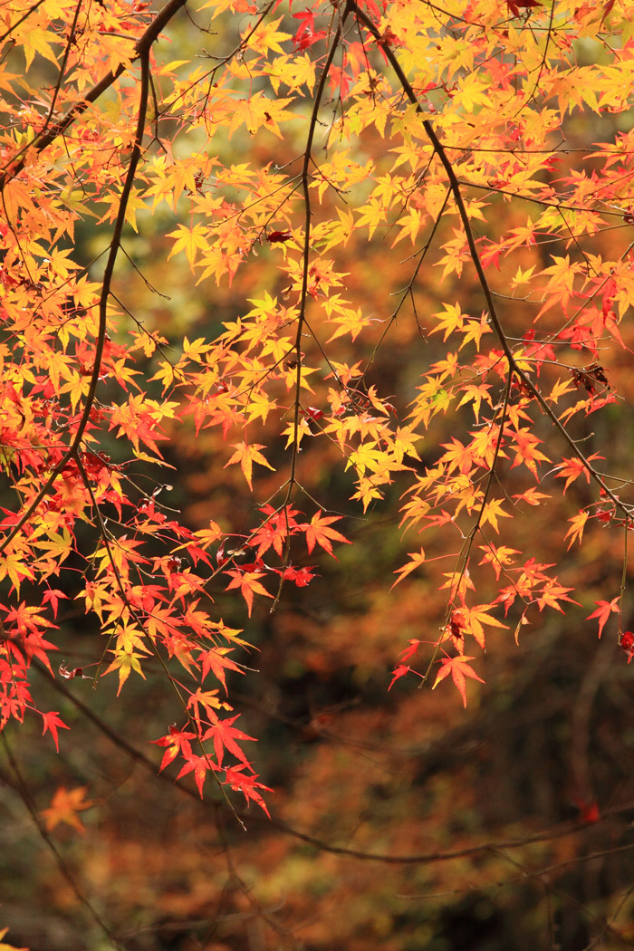 11月19日 栃木県蓬莱山へ 紅葉狩り