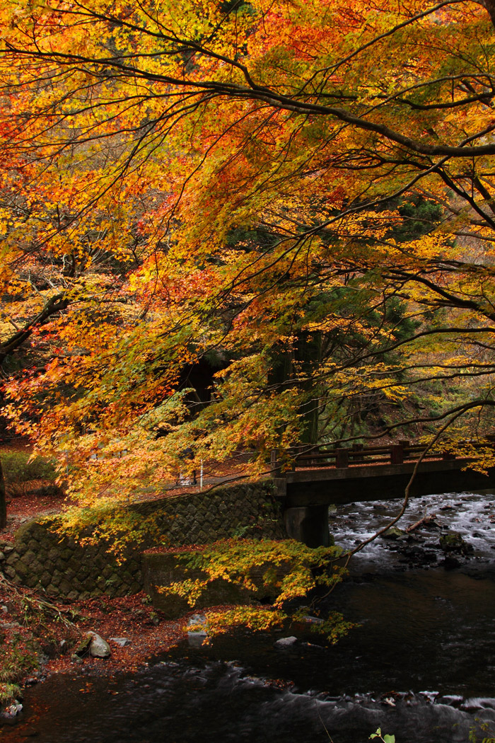 11月19日 栃木県蓬莱山へ 紅葉狩り