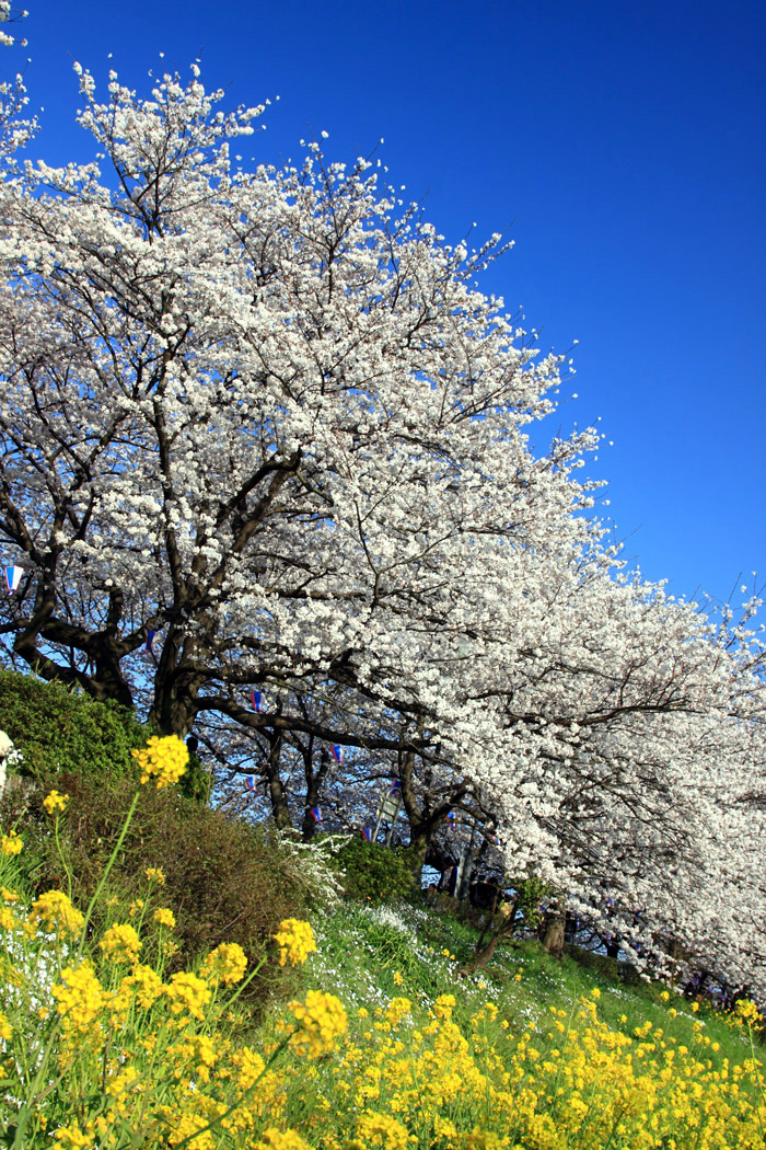 埼玉県幸手市権現堂 桜堤
