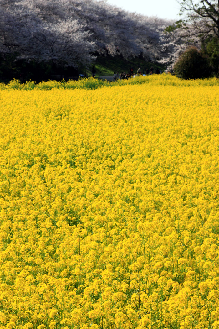 埼玉県幸手市権現堂 桜堤