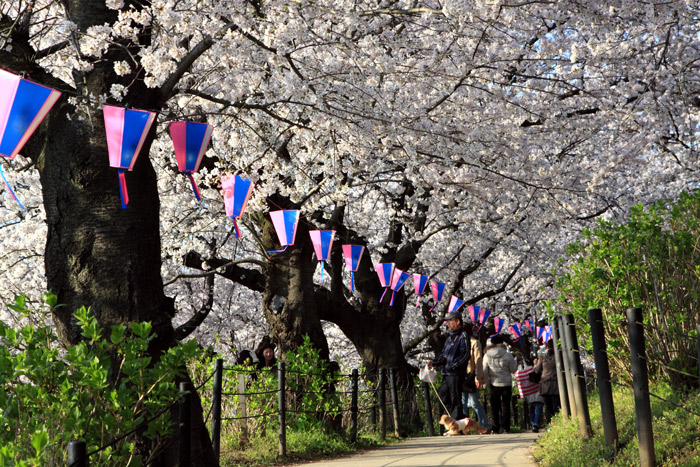 埼玉県幸手市権現堂 桜堤