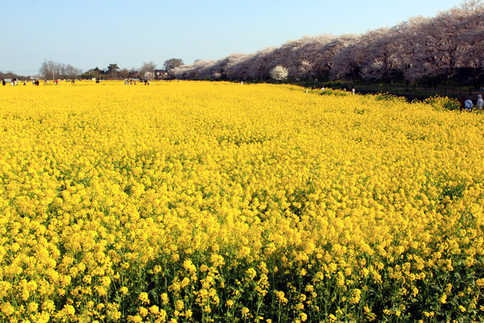埼玉県幸手市権現堂 桜堤
