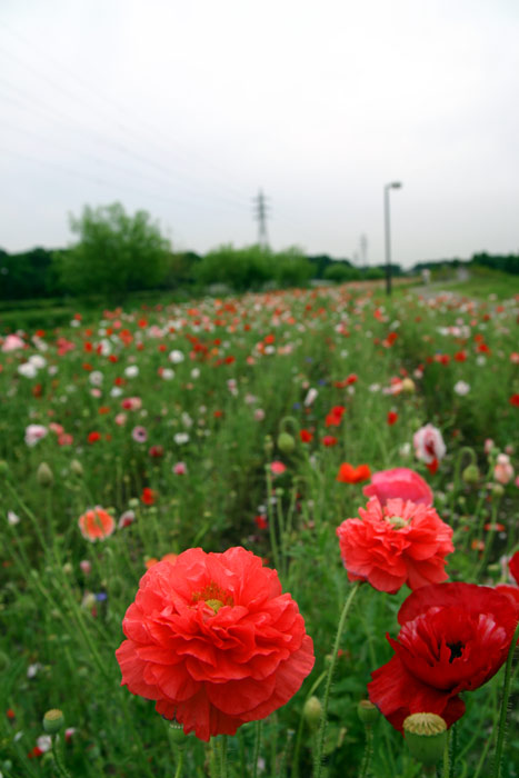 花菖蒲