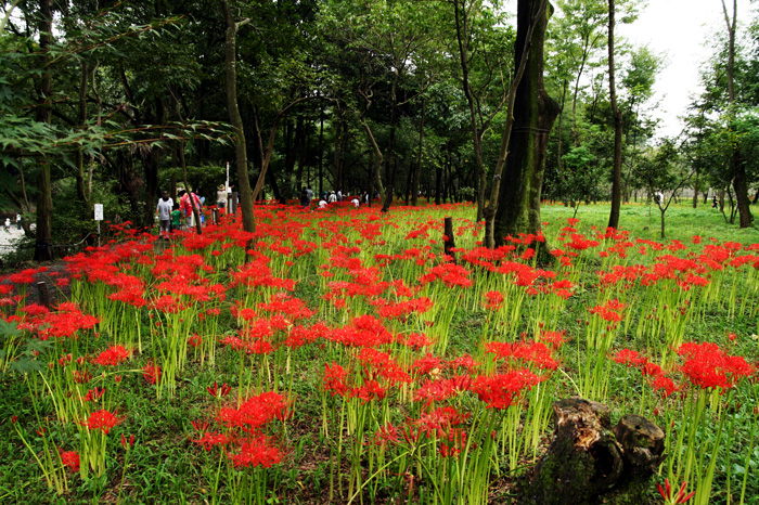 巾着田の曼珠沙華