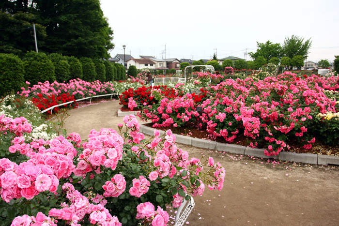 伊奈町バラ園