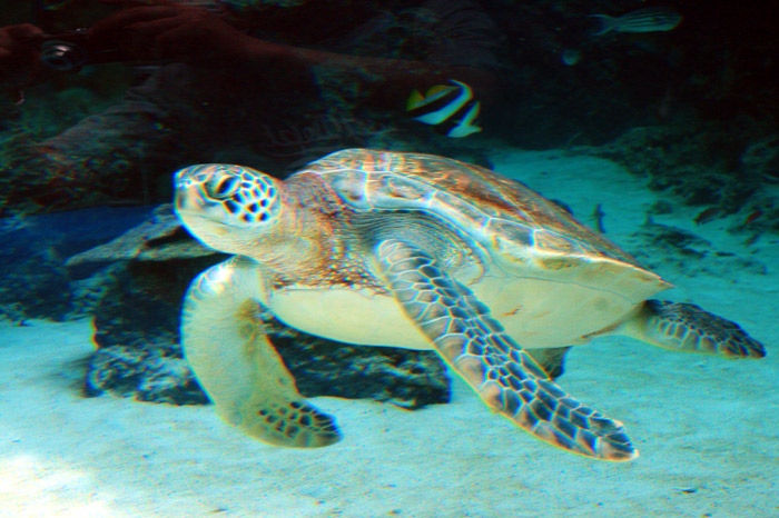 美ら海水族館