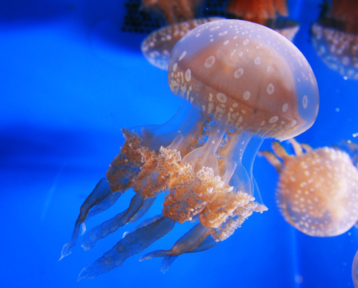美ら海水族館