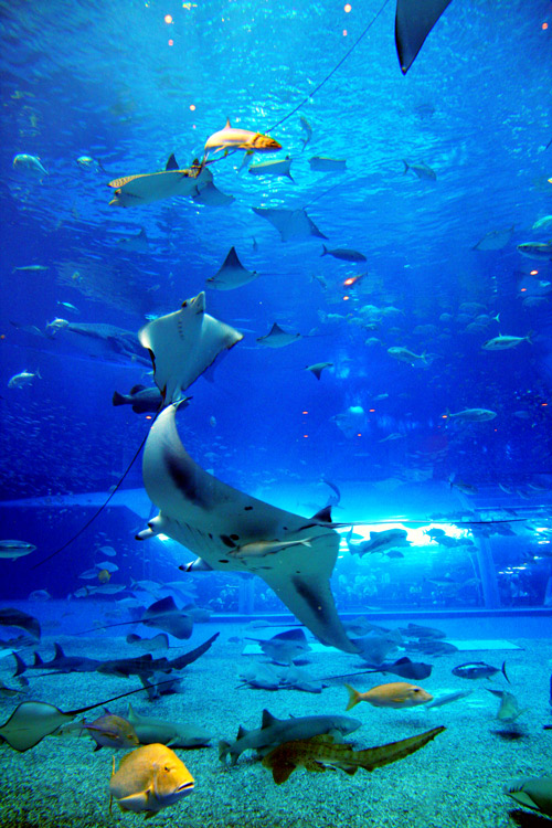 美ら海水族館
