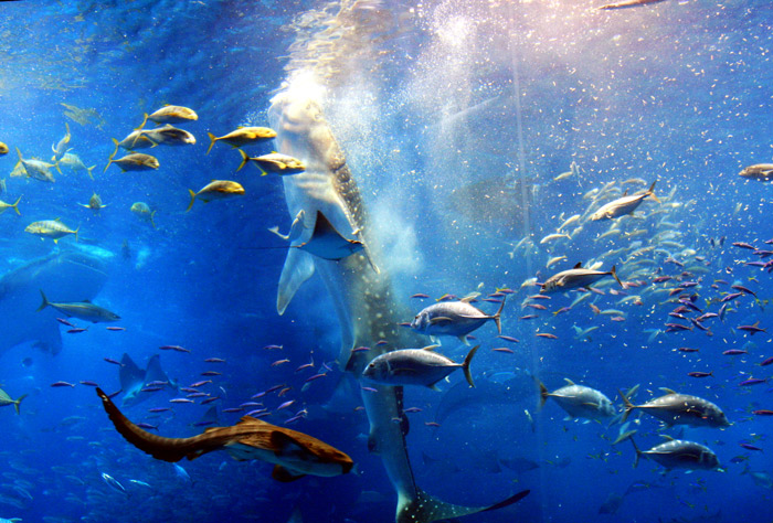 美ら海水族館