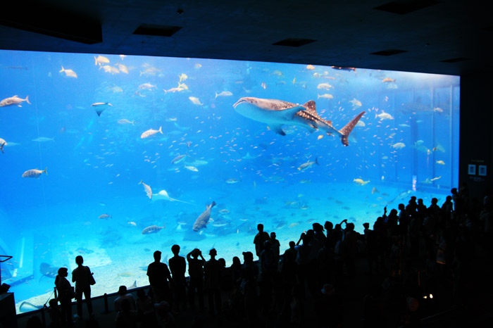 美ら海水族館
