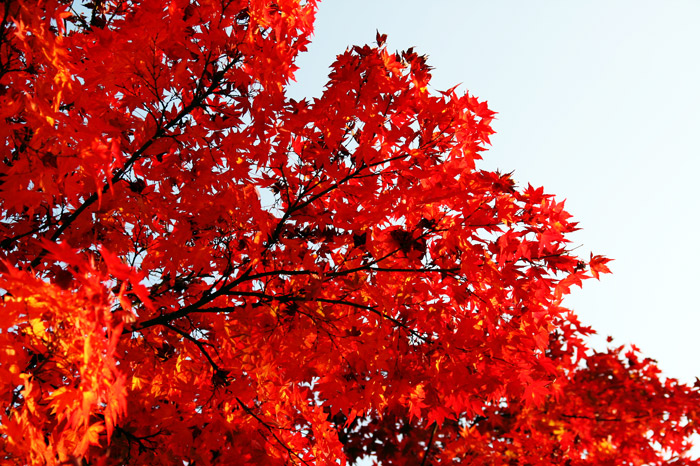 軽井沢 紅葉